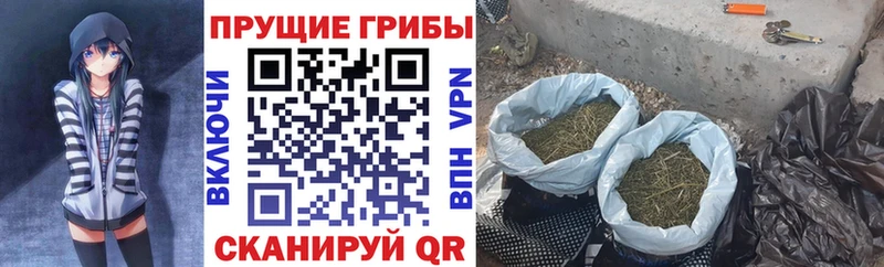купить  цена  Родники  Псилоцибиновые грибы Psilocybine cubensis 